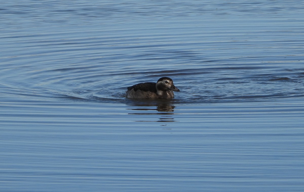 Long-tailed Duck - ML410661191