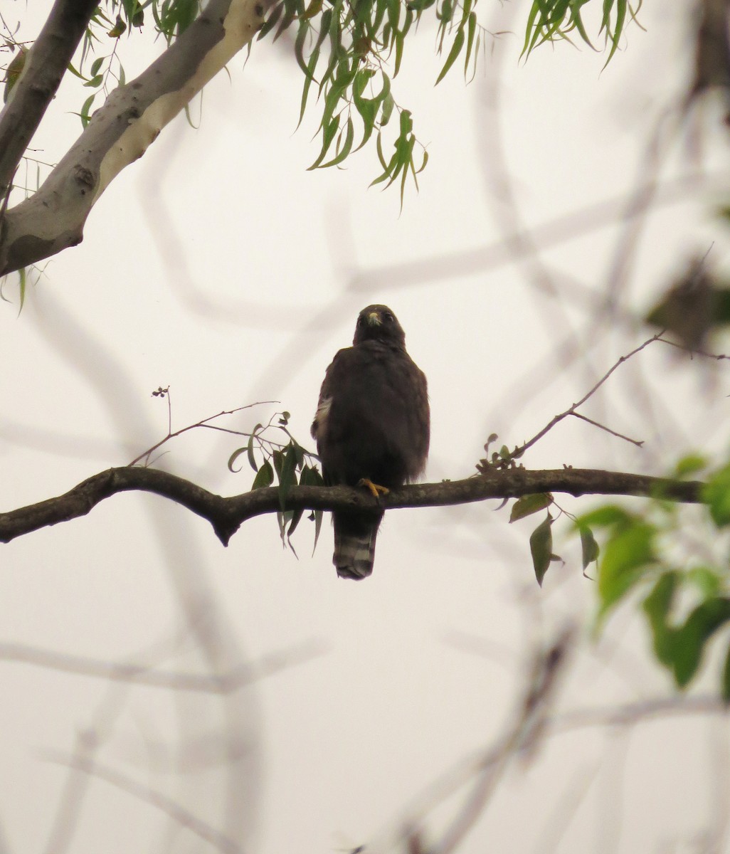 Short-tailed Hawk - Ivan Prates