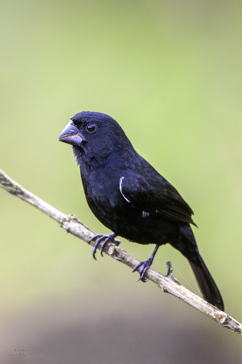 Thick-billed Seed-Finch - ML410669411