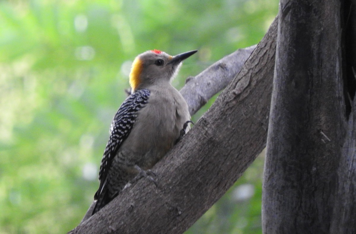 Golden-fronted Woodpecker - ML410687831