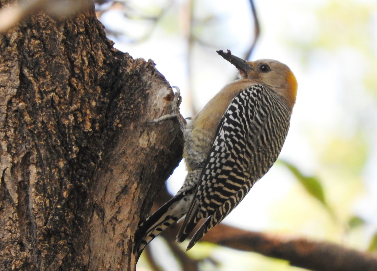 Golden-fronted Woodpecker - ML410687851