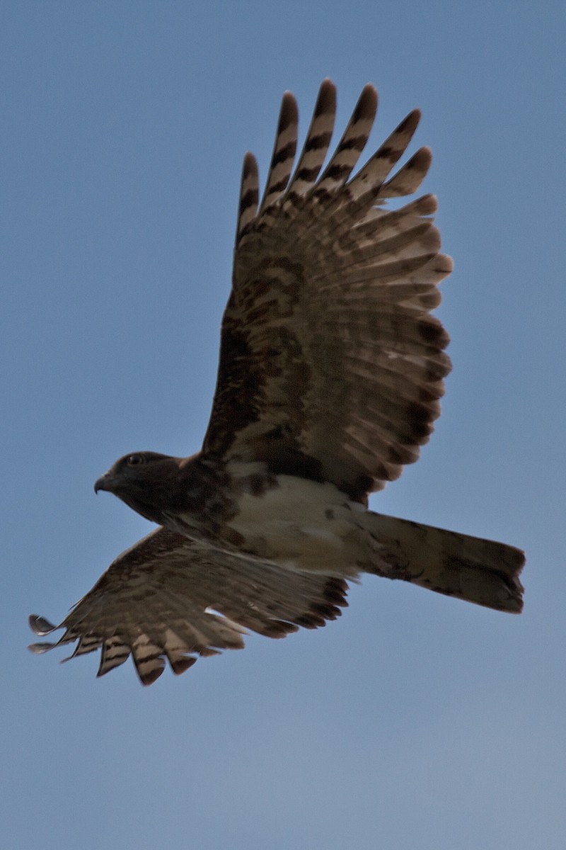 Madagascar Cuckoo-Hawk - Robert Tizard