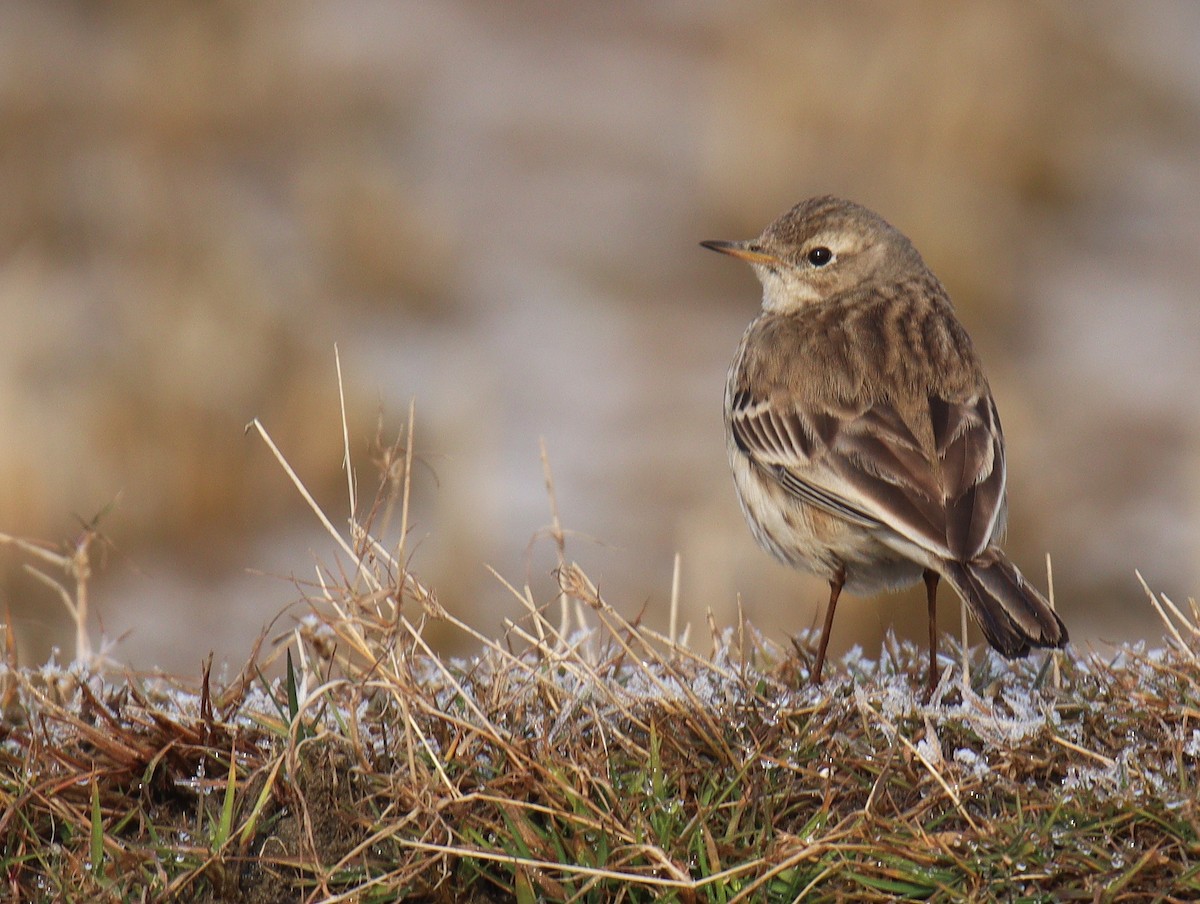 Water Pipit - ML410691681