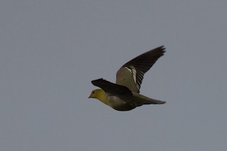 Madagascar Green-Pigeon, ML410696081