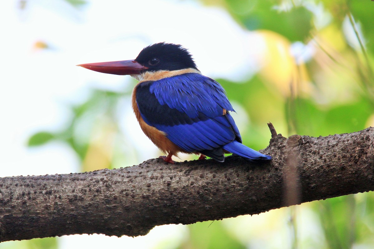 Black-capped Kingfisher - Aravind Amirtharaj