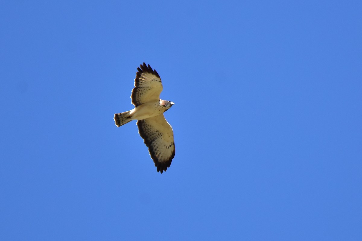 Short-tailed Hawk - Daniel Mérida
