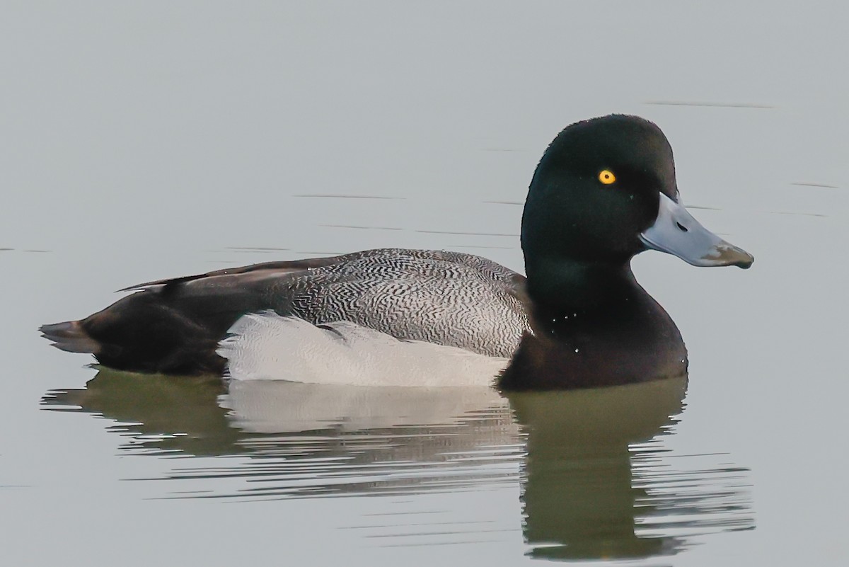 Greater Scaup - ML410702951