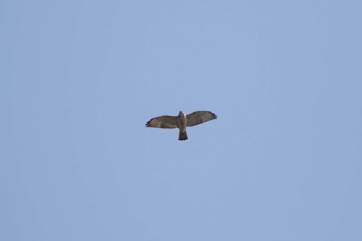 Broad-winged Hawk - ML410706001