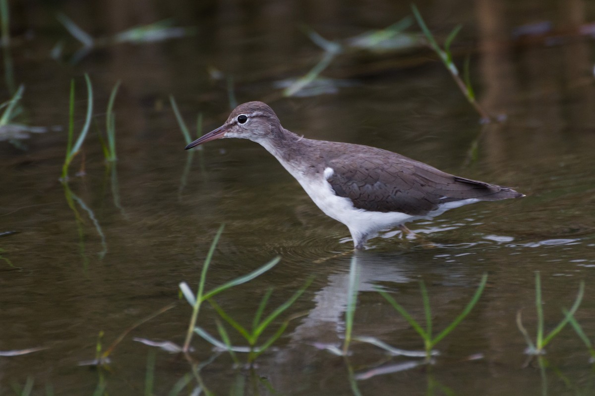 Spotted Sandpiper - Alexander Thomas