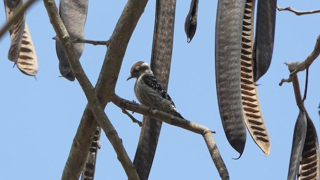 Brown-capped Pygmy Woodpecker - ML410717571