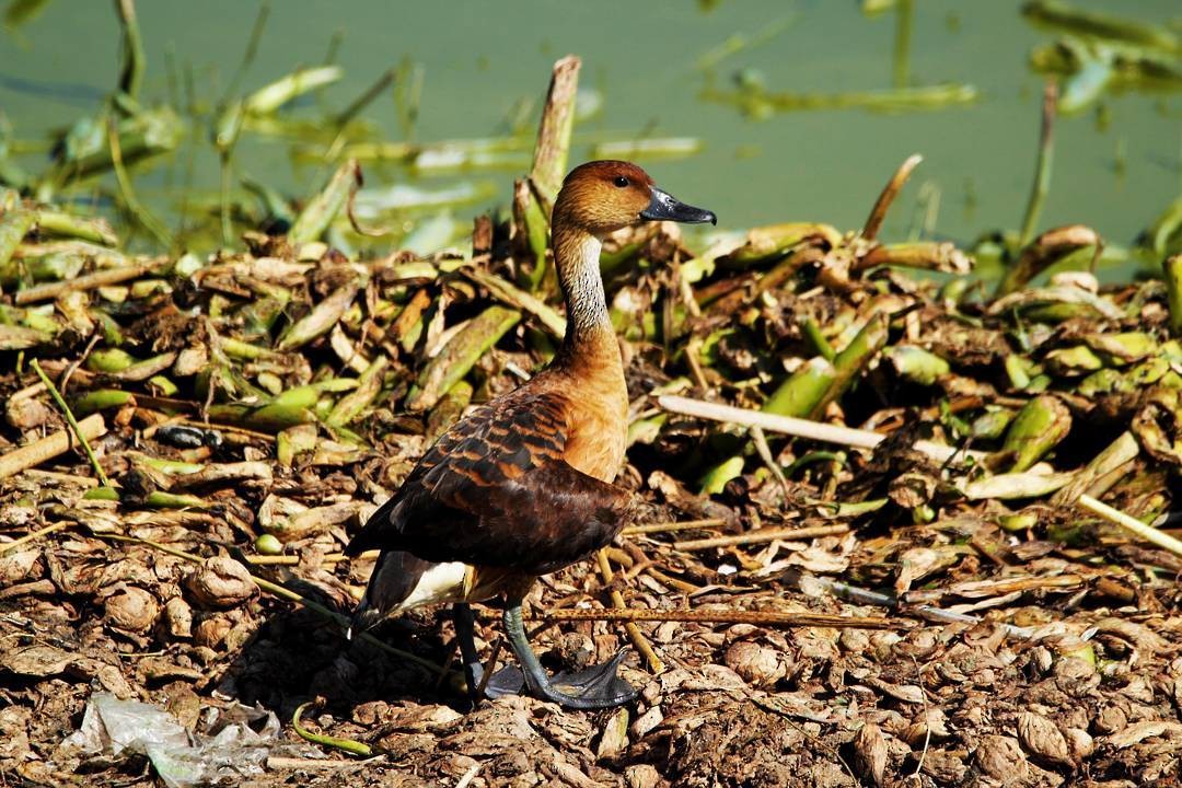 Fulvous Whistling-Duck - ML410718701