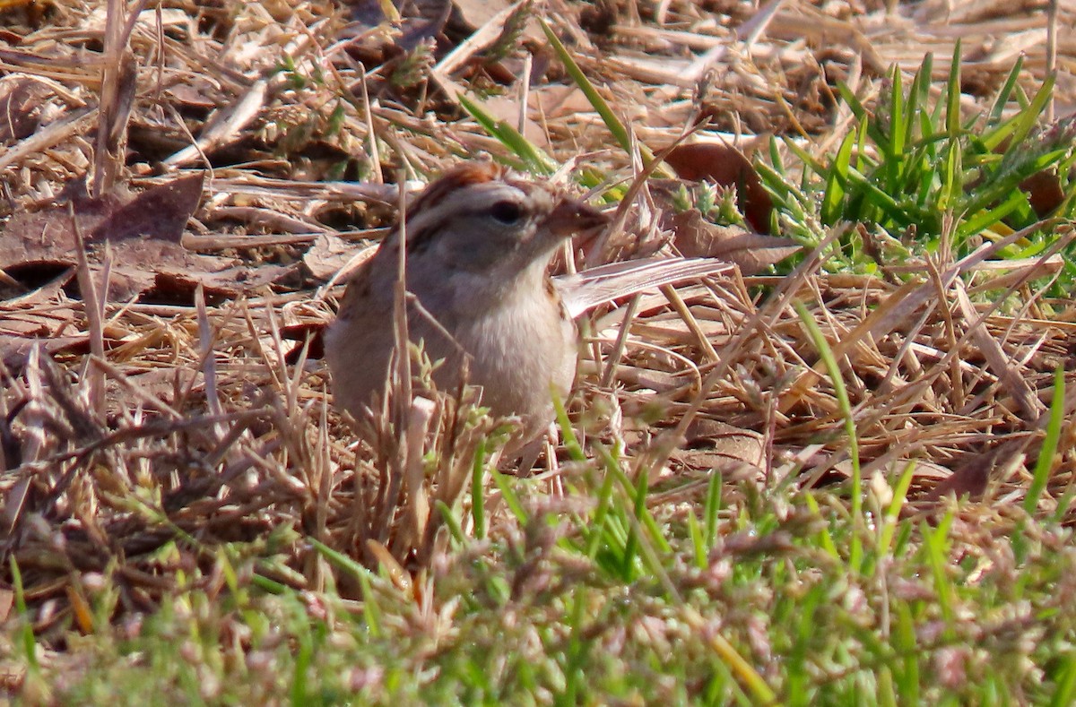 Chipping Sparrow - ML410723301