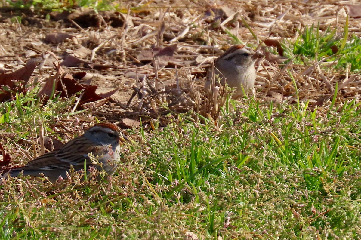 Chipping Sparrow - ML410723551