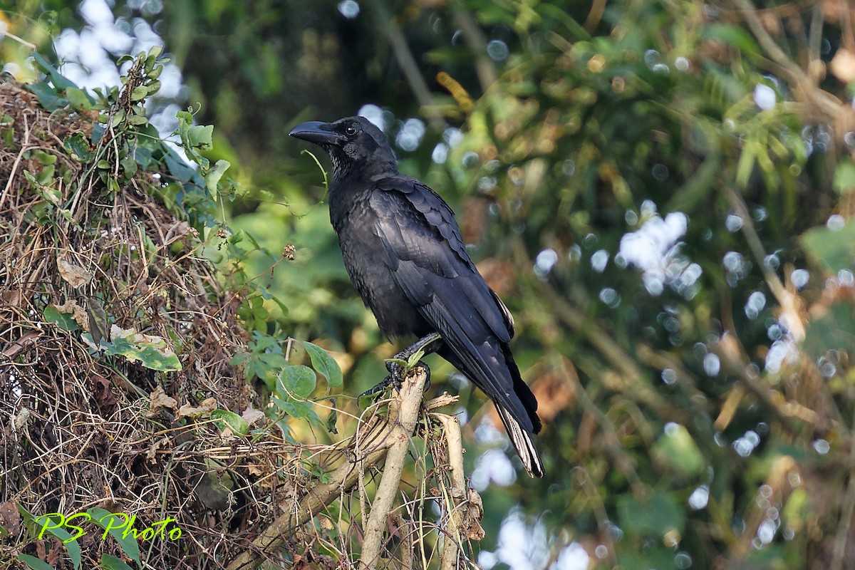 Large-billed Crow - ML410734191