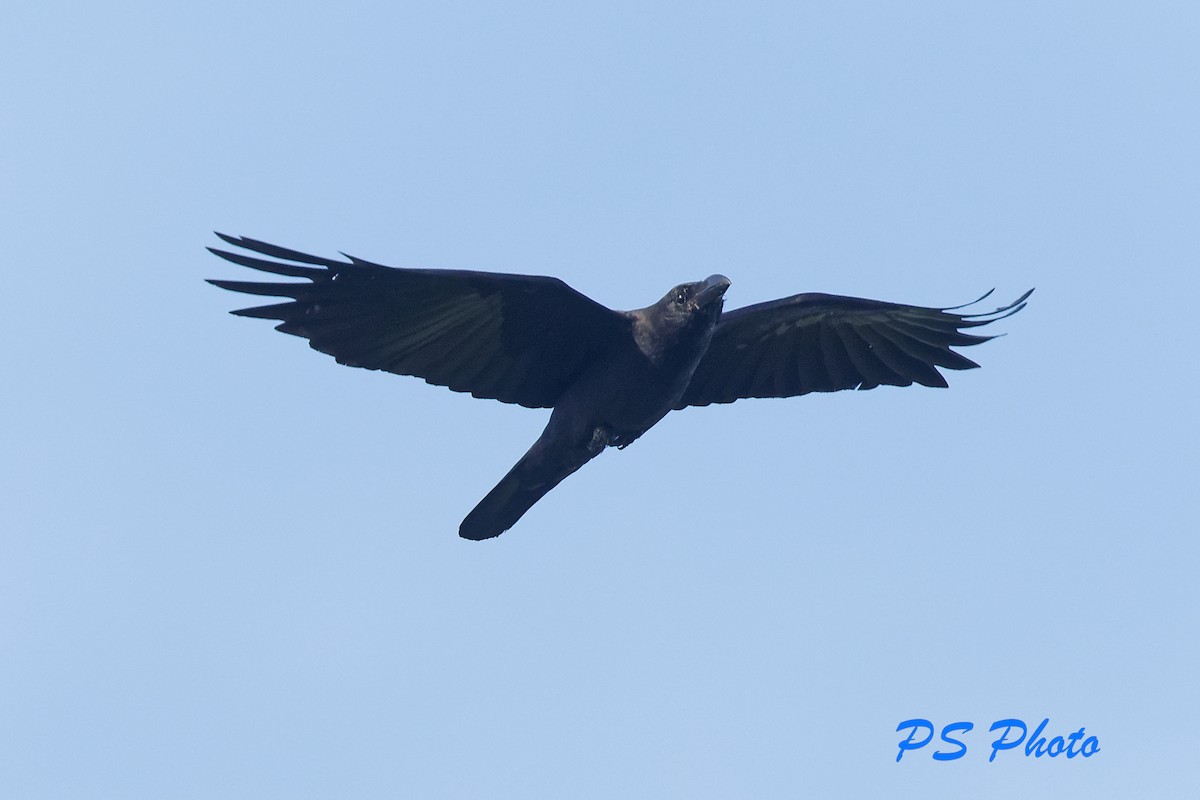 Large-billed Crow - ML410734211