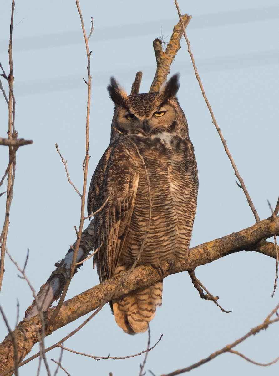 Great Horned Owl - ML410734951