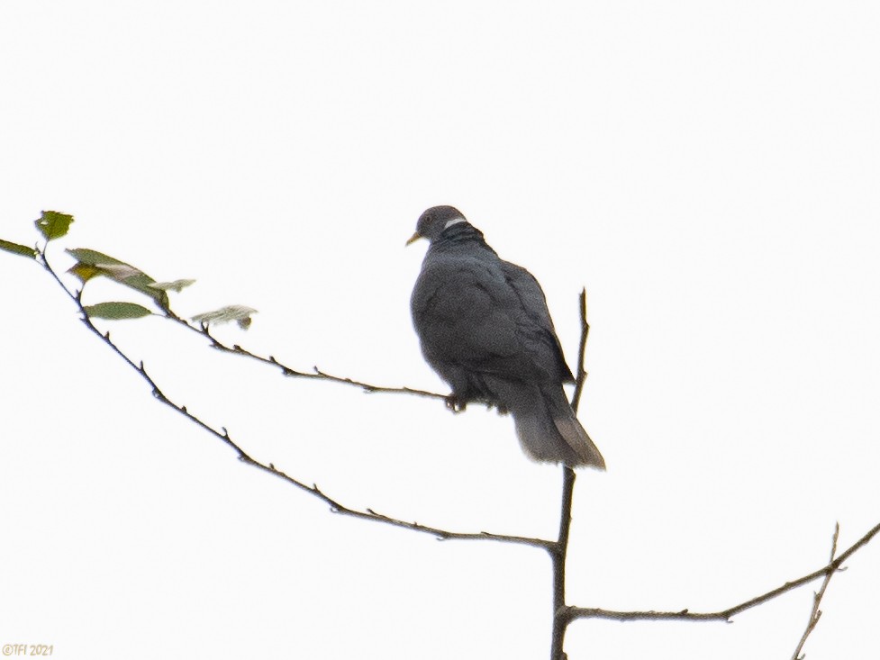 Band-tailed Pigeon - T I