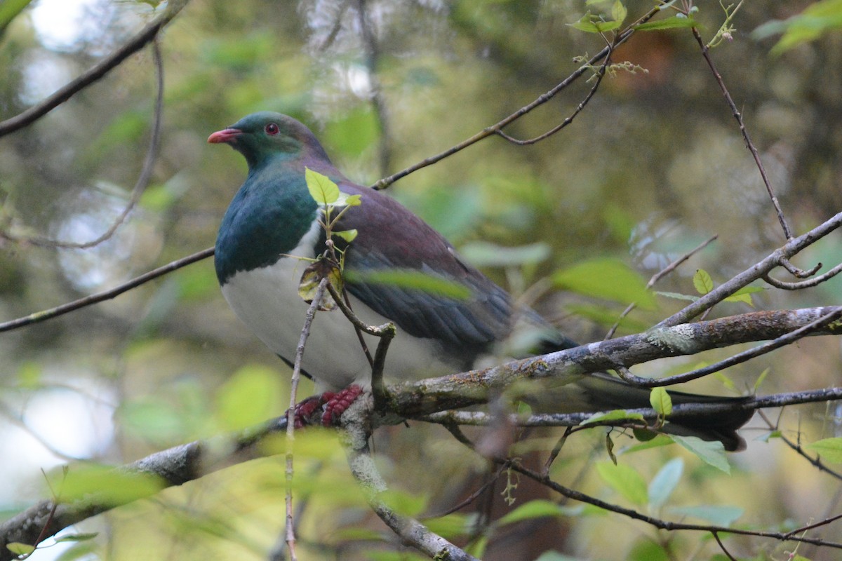 New Zealand Pigeon - Cathy Pasterczyk