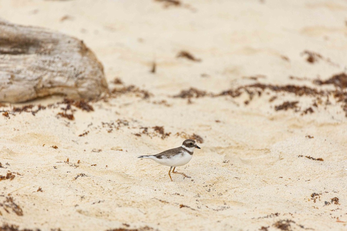 Semipalmated Plover - ML410749321
