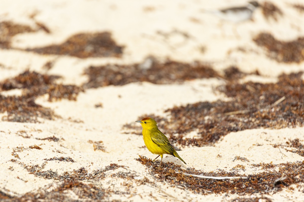 Yellow Warbler (Galapagos) - ML410749411