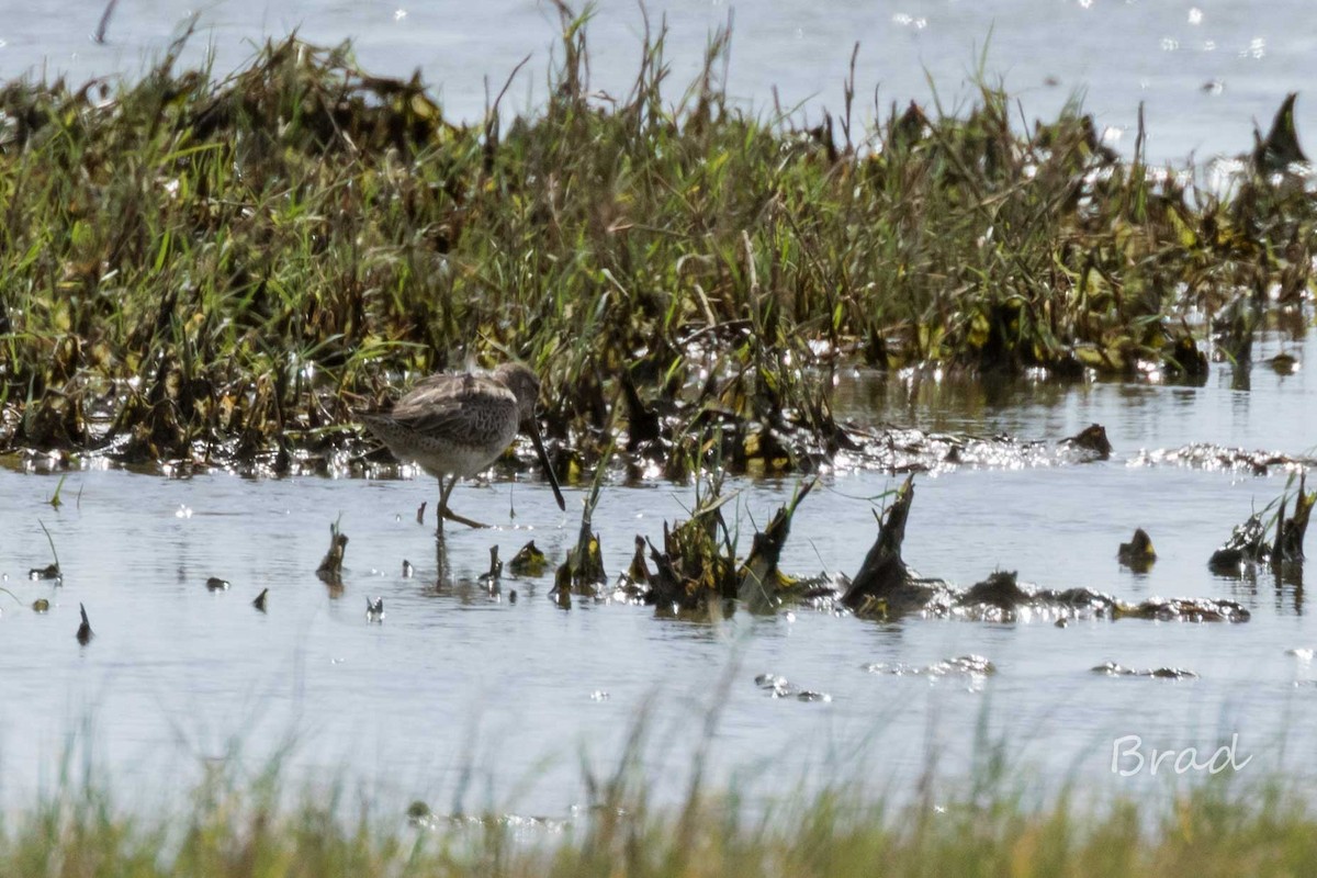 Long-billed Dowitcher - ML41075361