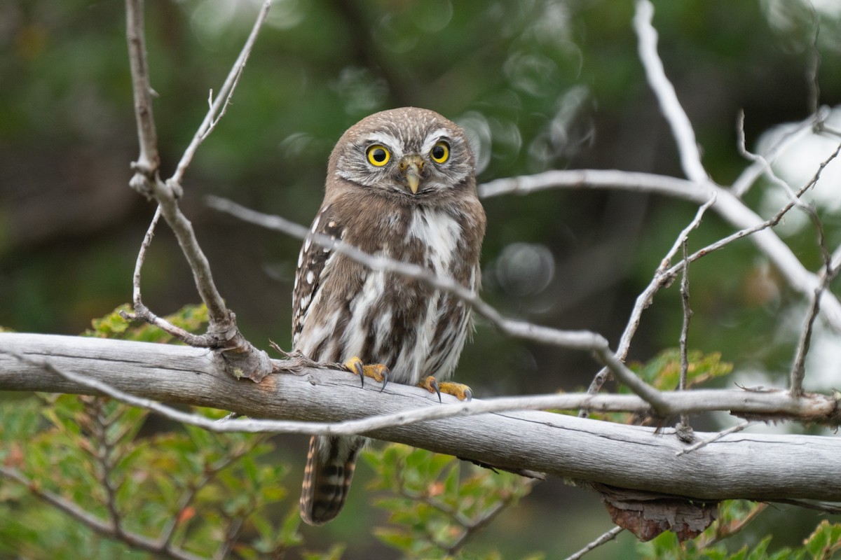 Austral Pygmy-Owl - ML410756711
