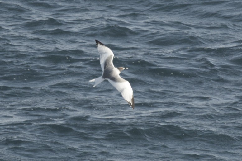 Swallow-tailed Gull - ML41076011