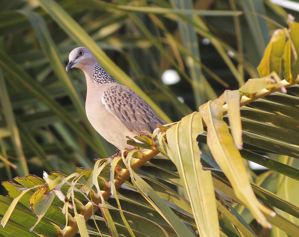 Spotted Dove - ML410760831