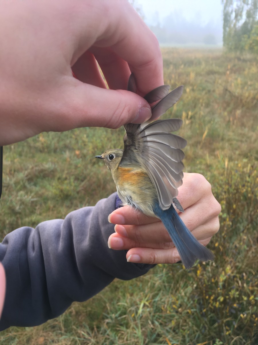 Red-flanked Bluetail - ML410764881