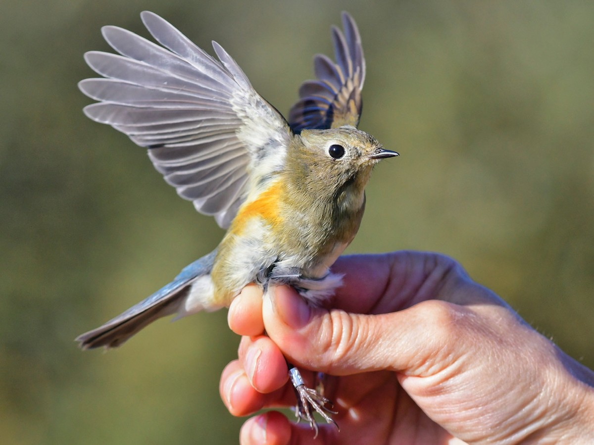Red-flanked Bluetail - ML410765501