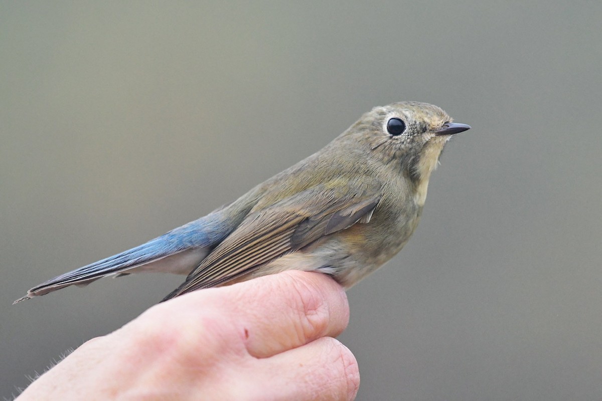 Red-flanked Bluetail - ML410765561
