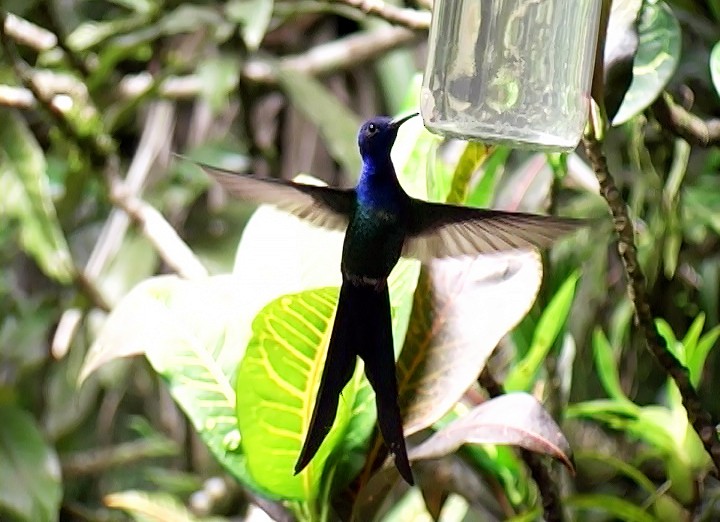 Swallow-tailed Hummingbird - ML410766191