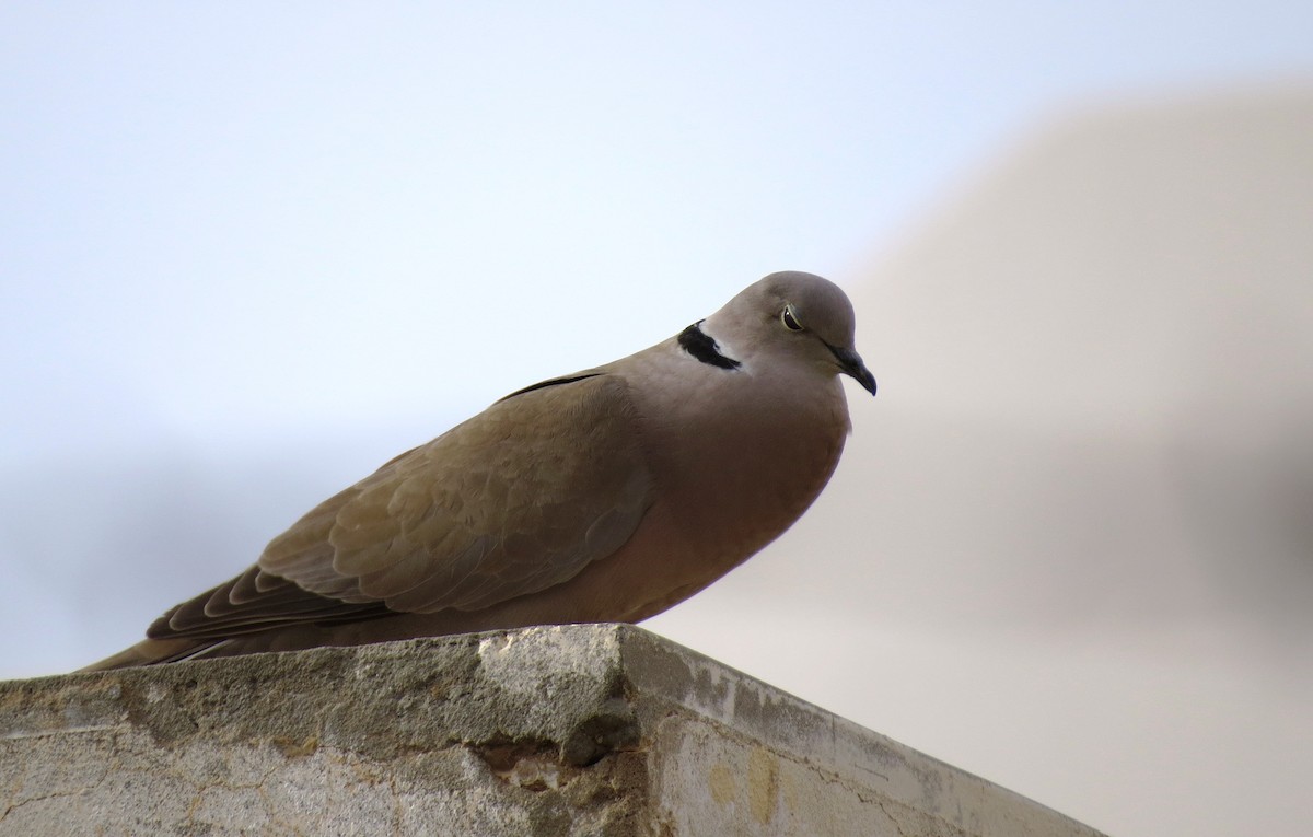 African Collared-Dove - ML41077361