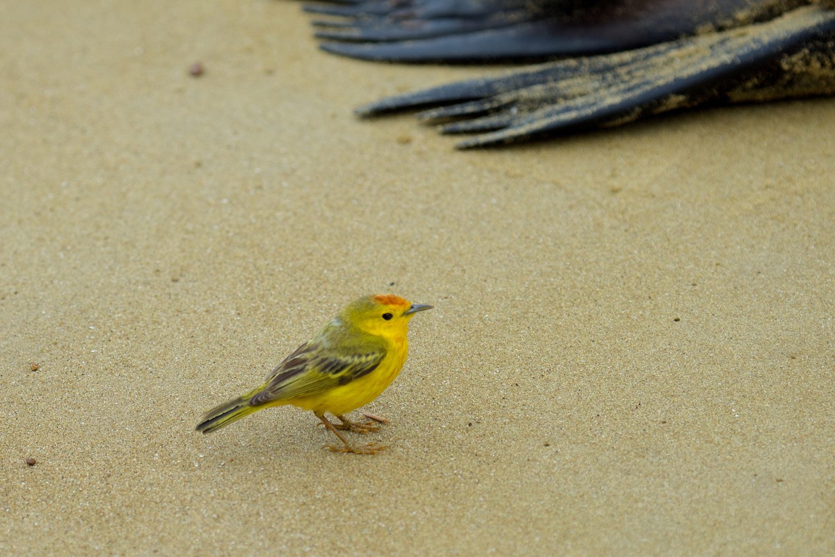 Yellow Warbler (Galapagos) - ML41077581