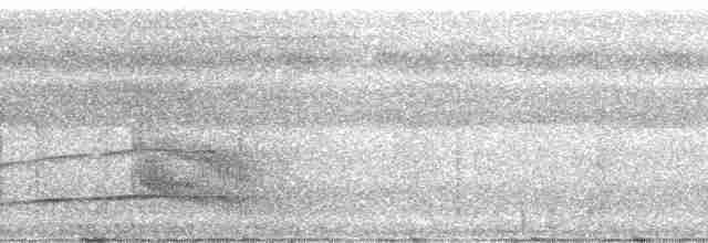 Тиран-плоскодзьоб рудохвостий - ML41079