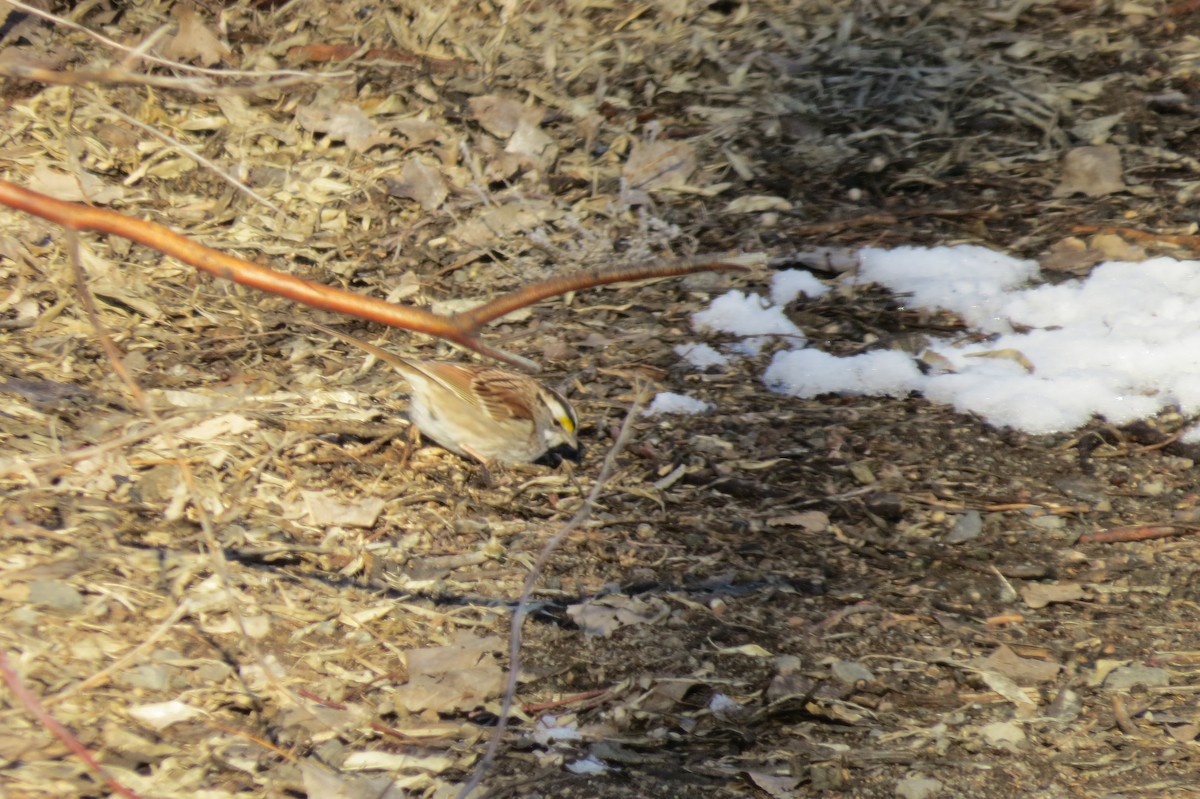 White-throated Sparrow - ML410792791