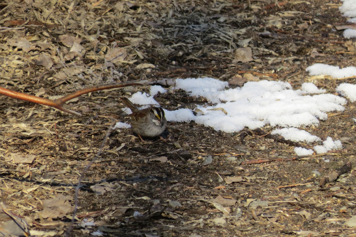 White-throated Sparrow - ML410792821