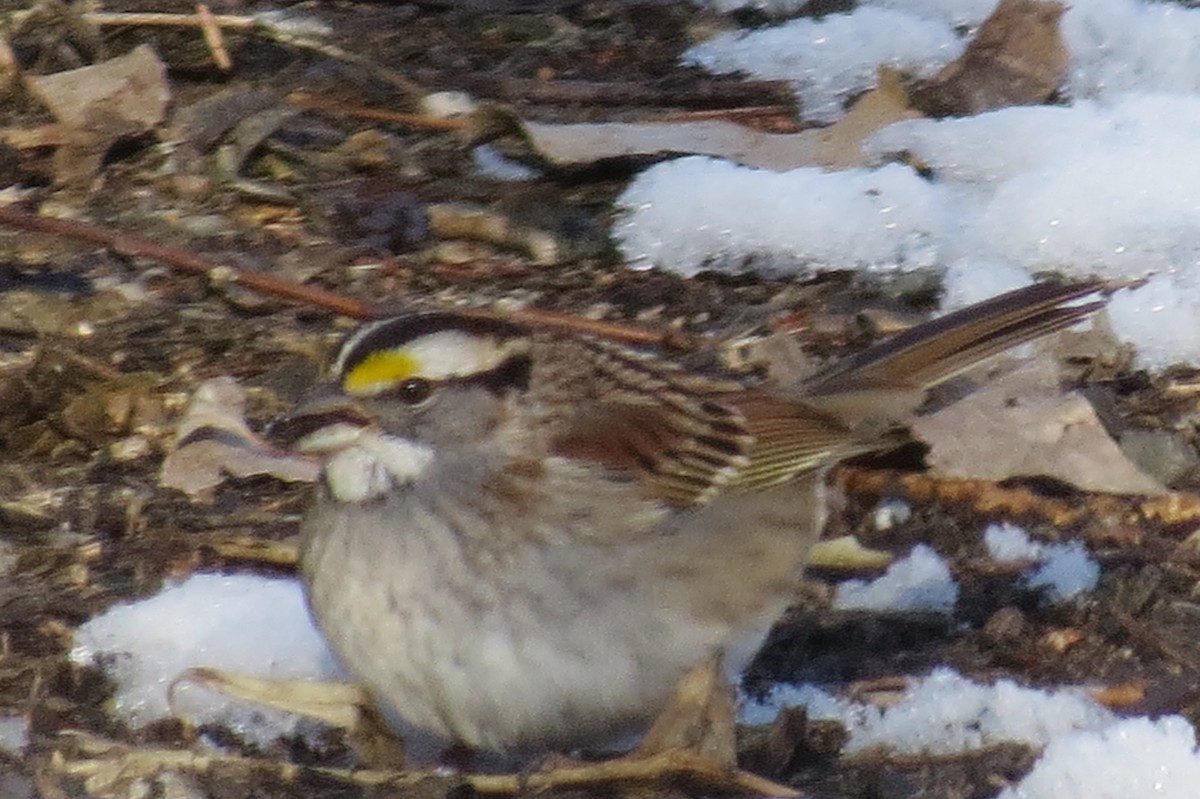 White-throated Sparrow - Sarah Harris