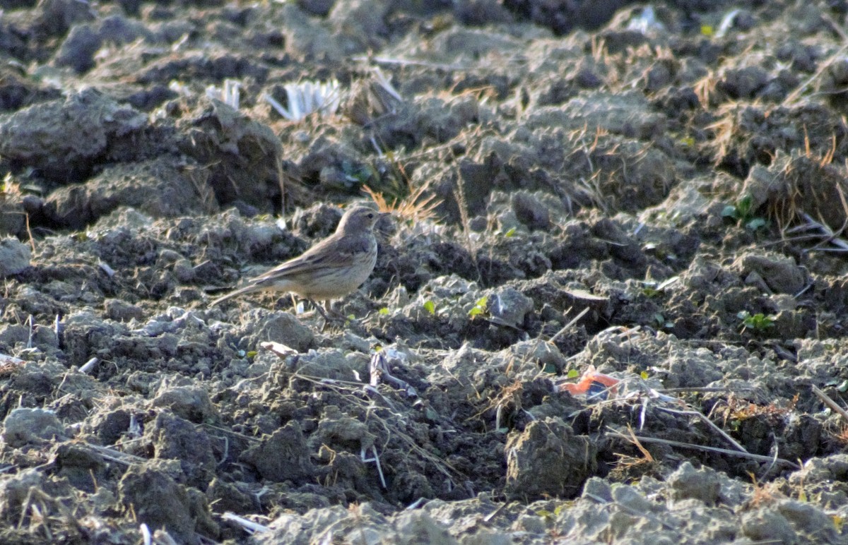 Water Pipit - ML410793861