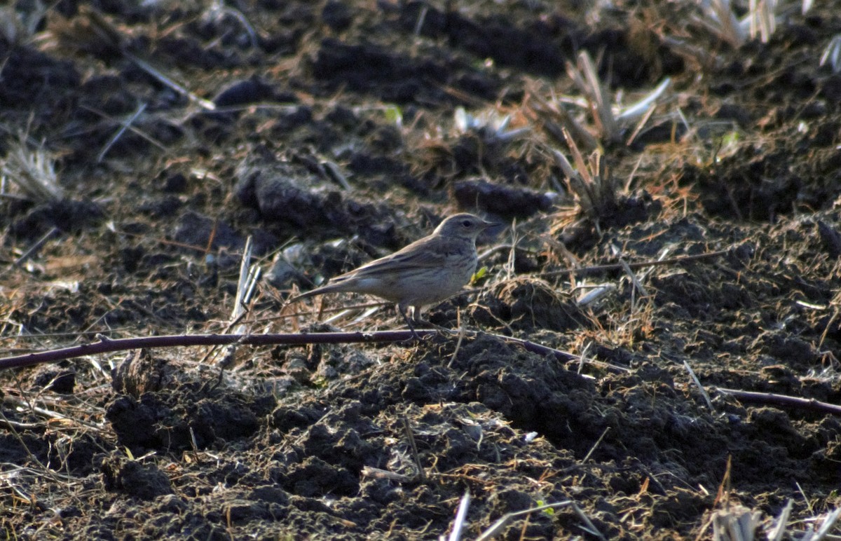 Water Pipit - ML410794031