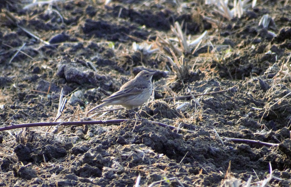 Water Pipit - ML410794111