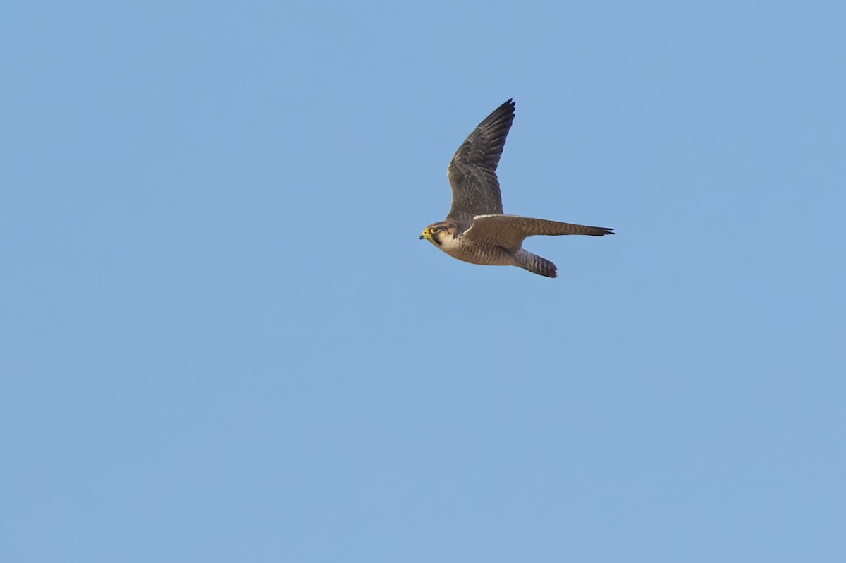 Peregrine Falcon (Barbary) - ML410796401