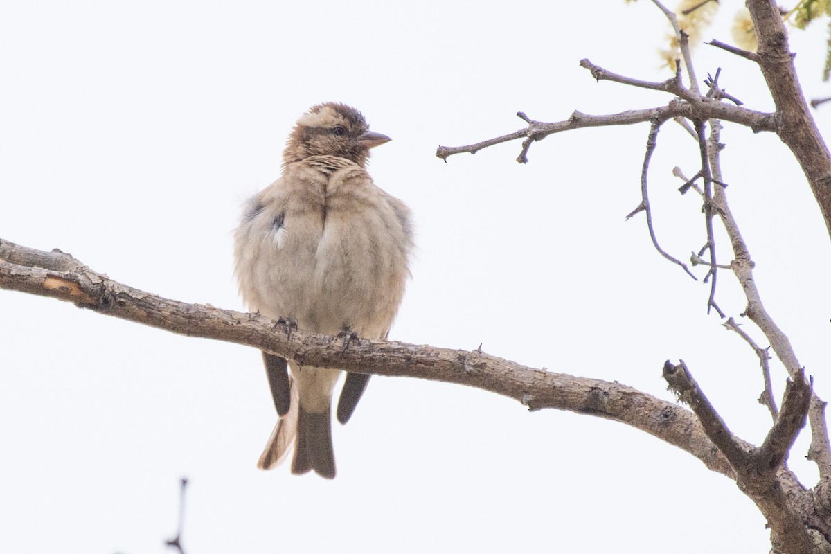 Yellow-throated Bush Sparrow - ML410802741