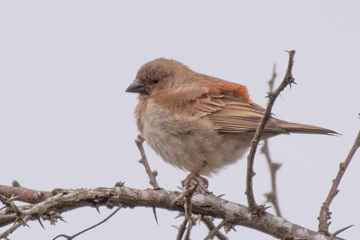 Southern Gray-headed Sparrow - ML410803831