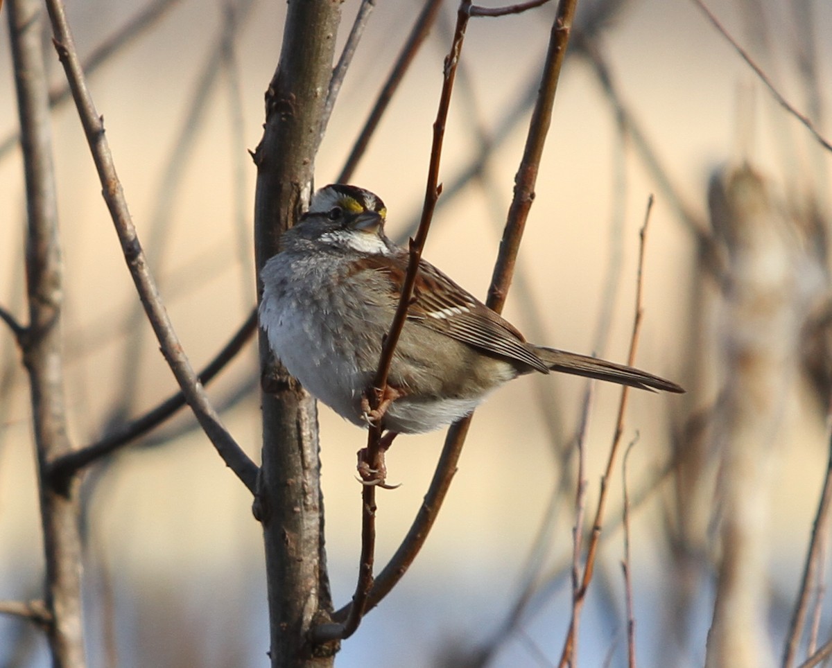 White-throated Sparrow - ML410808111