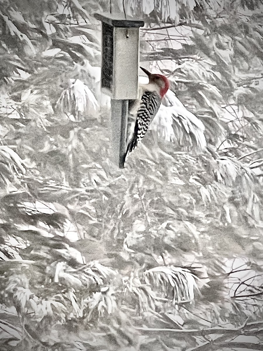 Red-bellied Woodpecker - ML410811551