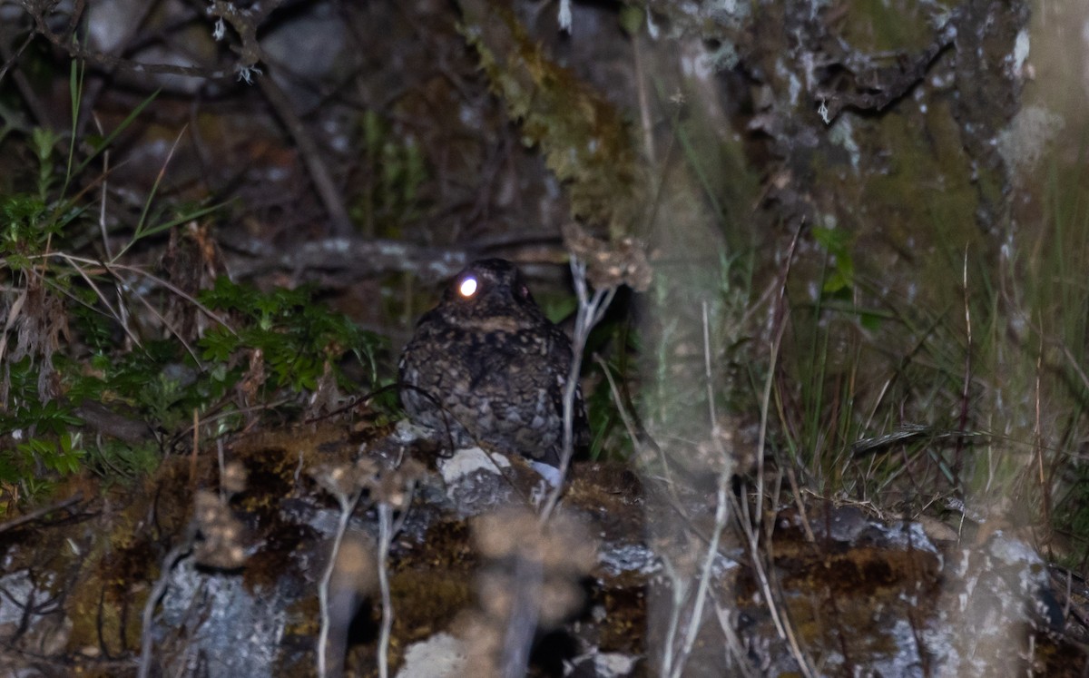 Band-winged Nightjar (Rufous-naped) - ML410812871