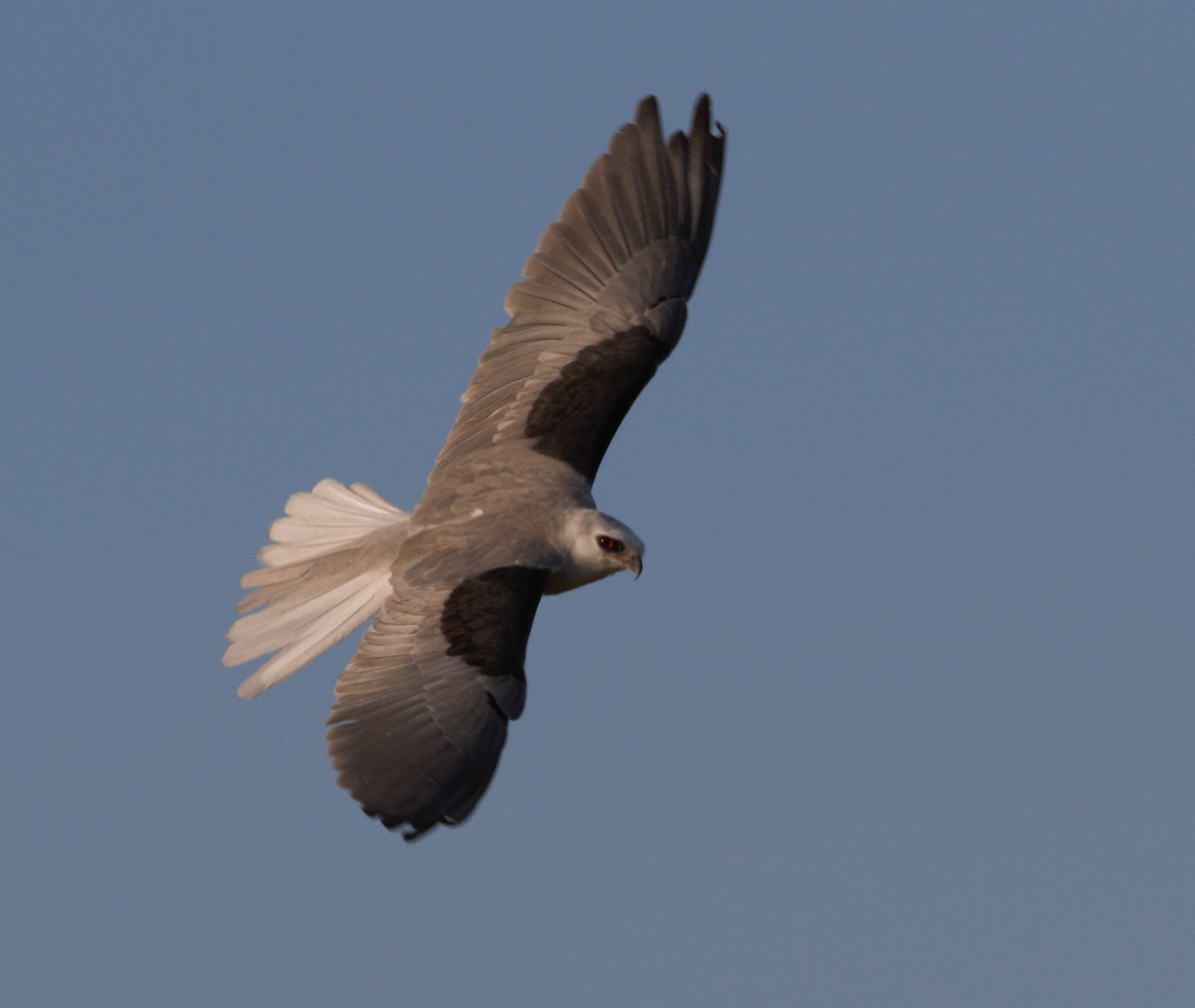 White-tailed Kite - ML410815491