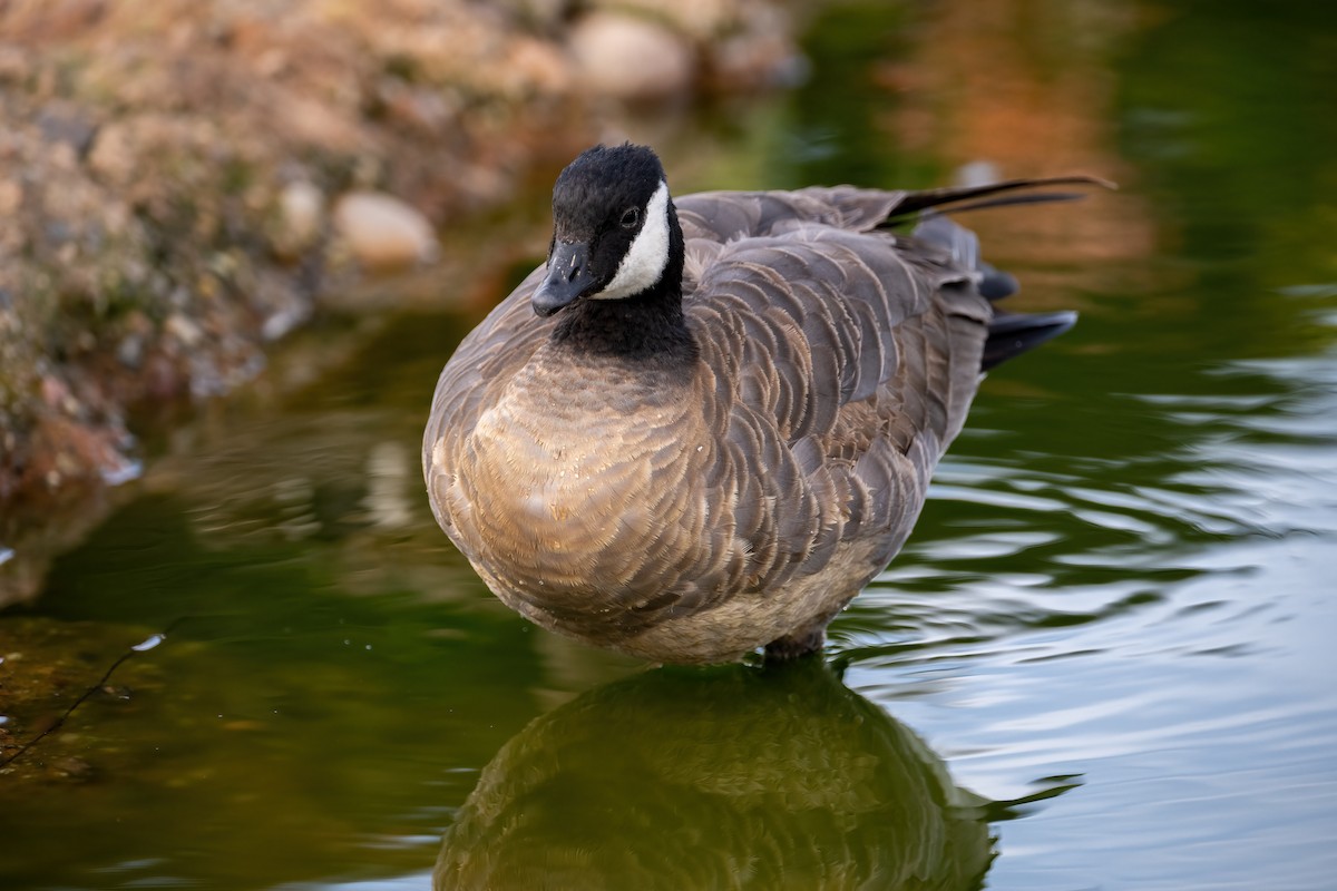 Cackling Goose (minima) - ML410816811