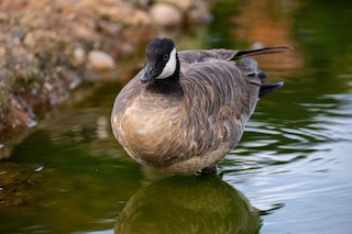 Cackling Goose (minima), ML410816811